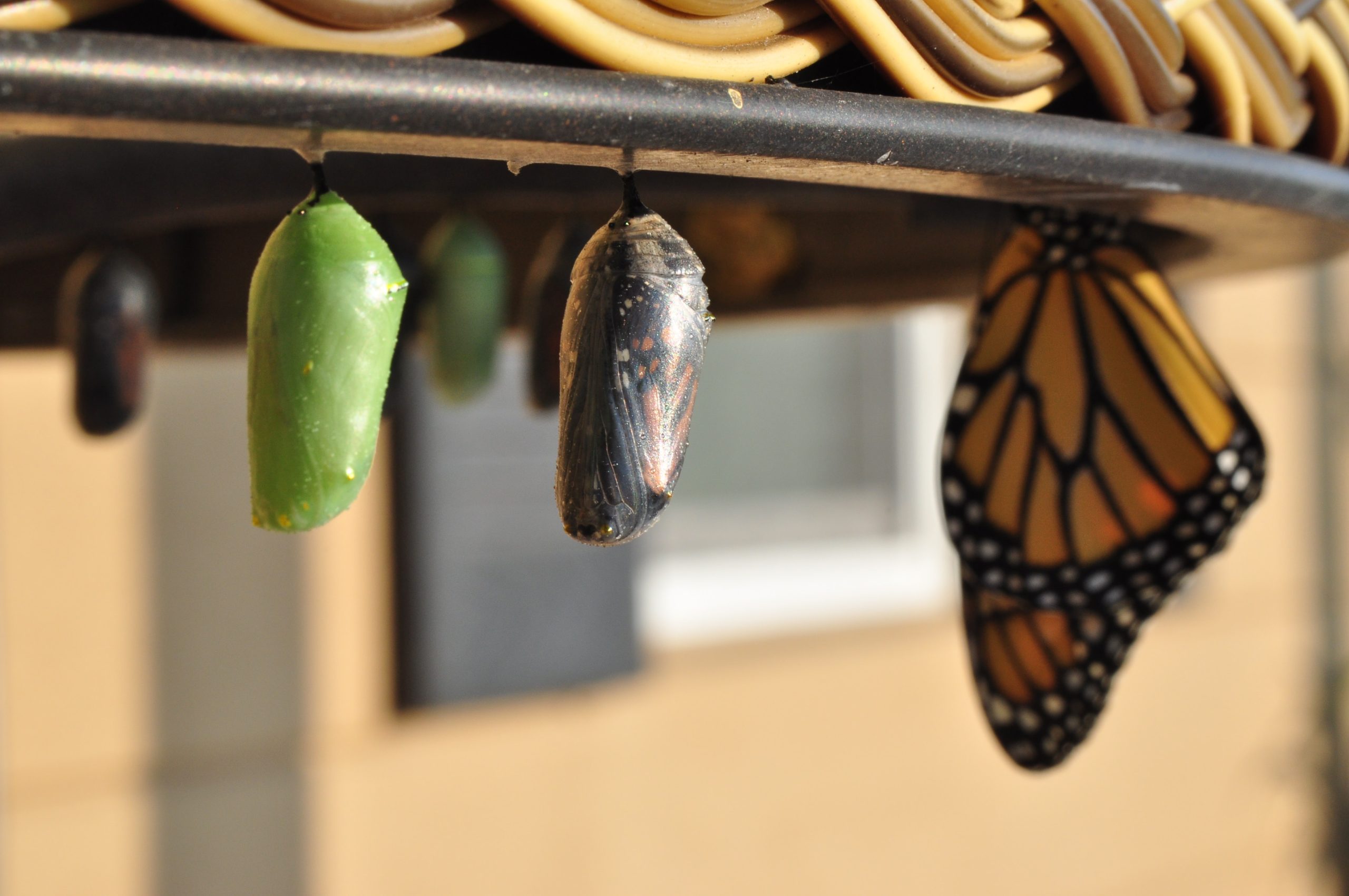 A series of chrysalises, with a butterfly.